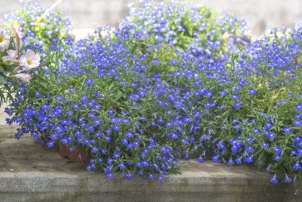 Mavi lobelia çiçekler — Stok fotoğraf