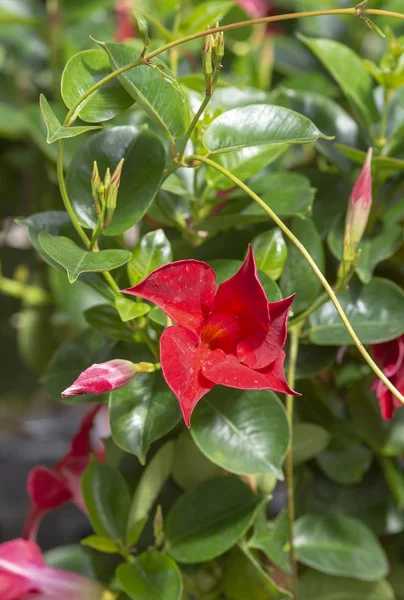 Rote Dipladenia-Blüten — Stockfoto