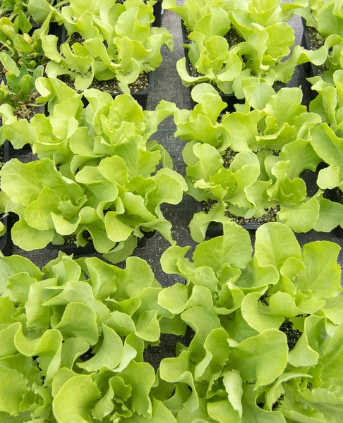 Small salad plants in pots — Stock Photo, Image