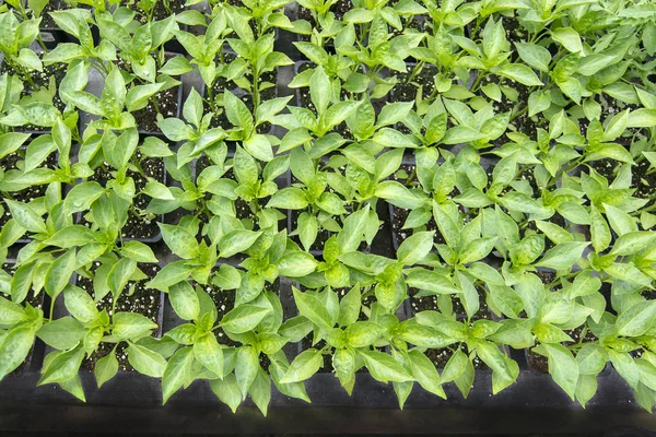 Small Italian pepper plants — Stock Photo, Image