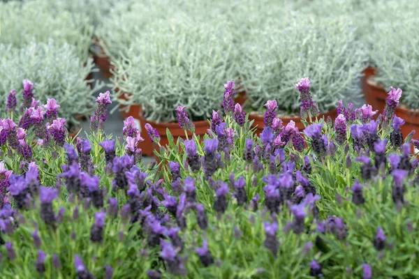 Lawenda purpurowe kwiaty zbliżenie — Zdjęcie stockowe