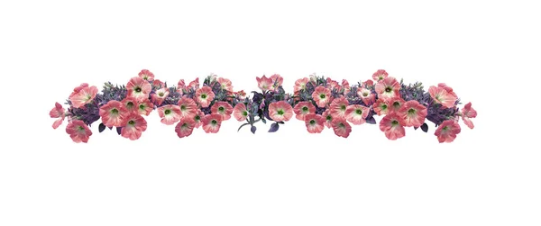 粉红色的 petunia 花串边缘元素隔离 — 图库照片