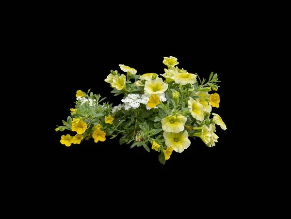 Żółta Petunia i inne kwiaty — Zdjęcie stockowe