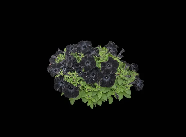 Flores de petúnia preta — Fotografia de Stock