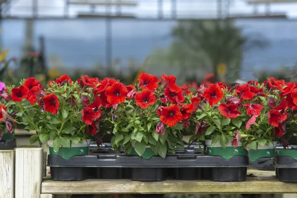 Flores rojas de Petunia — Foto de Stock