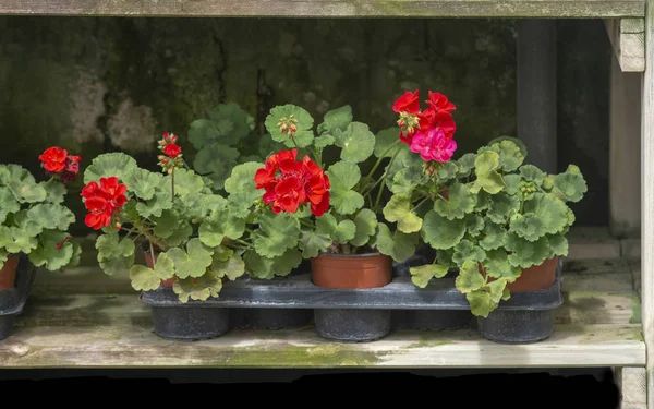 Flores vermelhas de gerânio em vasos — Fotografia de Stock