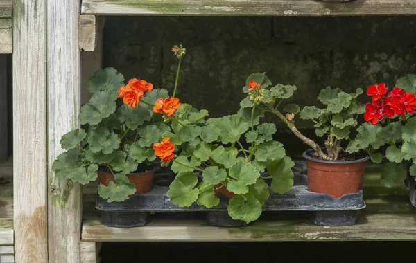 Flores vermelhas de gerânio em vasos — Fotografia de Stock