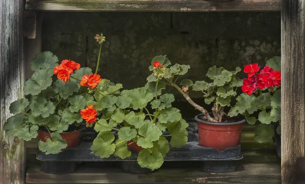 Flores vermelhas de gerânio em vasos — Fotografia de Stock