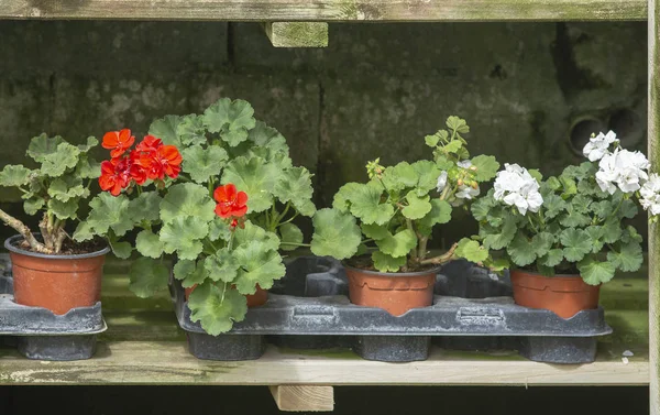 Tencere Kırmızı Sardunya çiçekler — Stok fotoğraf