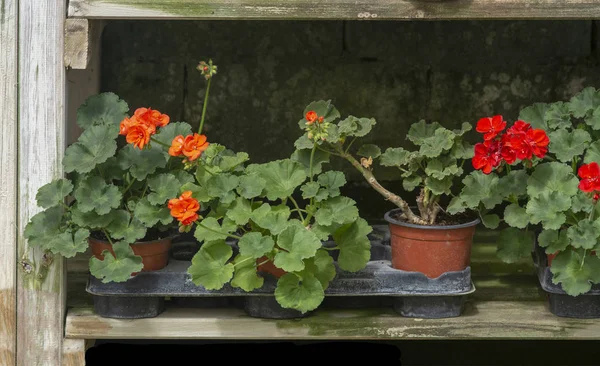 Flores vermelhas de gerânio em vasos — Fotografia de Stock