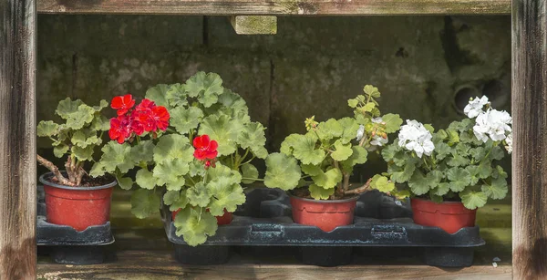 Flores vermelhas de gerânio em vasos — Fotografia de Stock