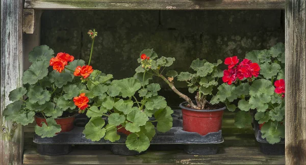 Flores vermelhas de gerânio em vasos — Fotografia de Stock