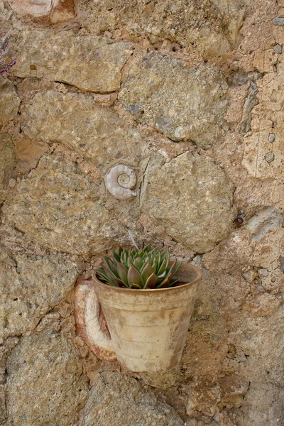 Ammonite skal och väggbonad kruka — Stockfoto