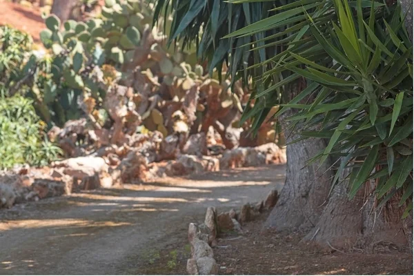Palma de abanico endémica de Mallorca Chamaerops humilis — Foto de Stock