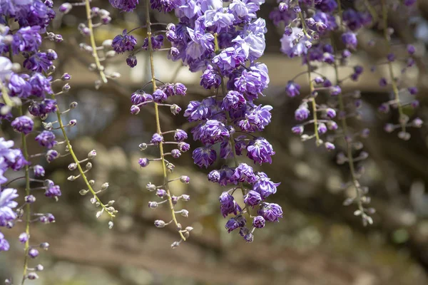 Cascade de fleurs de glycine bleu vif et violet — Photo