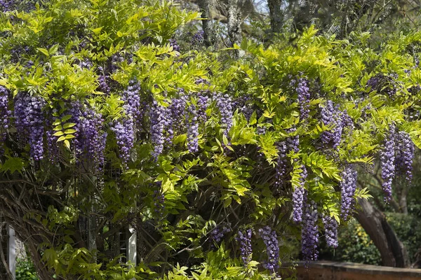 Cascata di fiori di glicine blu brillante e viola — Foto Stock