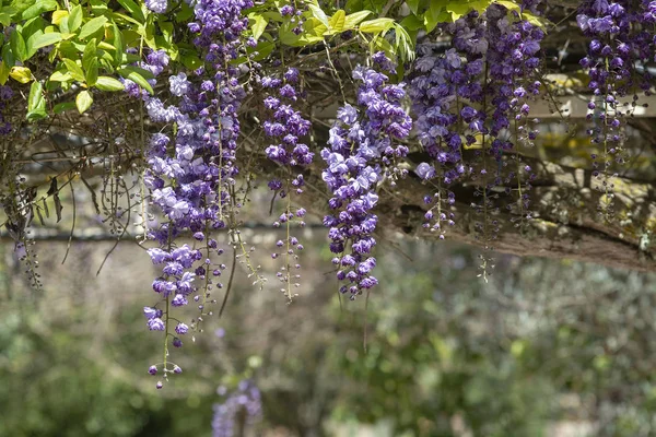 Cascade de fleurs de glycine bleu vif et violet — Photo