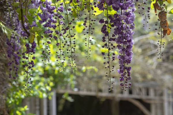 Kaskada z jasnoniebieskich i fioletowych kwiatów Wisteria — Zdjęcie stockowe