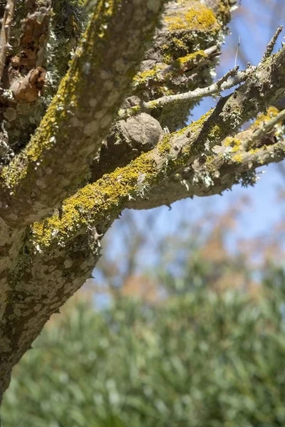 Yellow lichen grows on tree — Stock Photo, Image