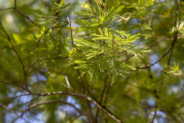 新鮮な新しいアカシアの木の葉 — ストック写真
