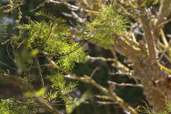 Nuevas hojas de acacia fresca — Foto de Stock