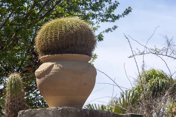 Plante de cactus en pot de terre cuite — Photo