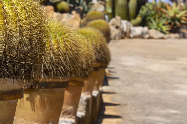 Plante de cactus en pot de terre cuite — Photo