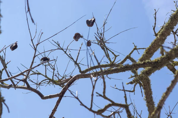 Jacaranda arbre au printemps avec capsules de graines — Photo