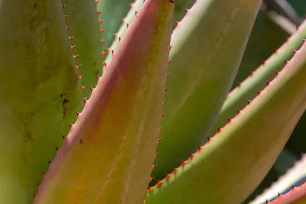 Soczyste rośliny agawy i Aloe Vera — Zdjęcie stockowe