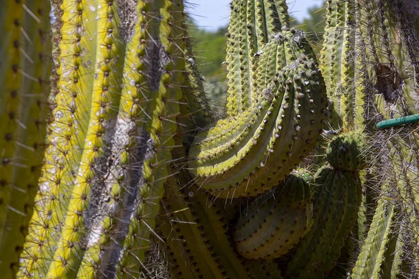 Cactus épineux avec pointes et petits fruits — Photo