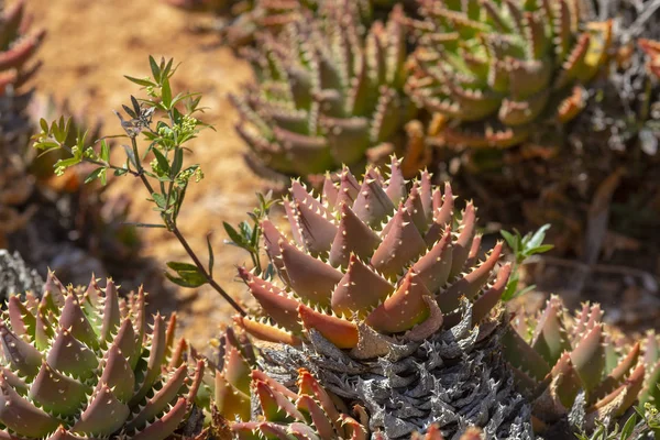 Thorny cactus met spikes en weinig fruit — Stockfoto