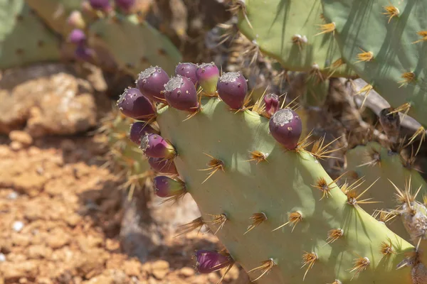 Thorny cactus with spikes and little fruits — Stock Photo, Image