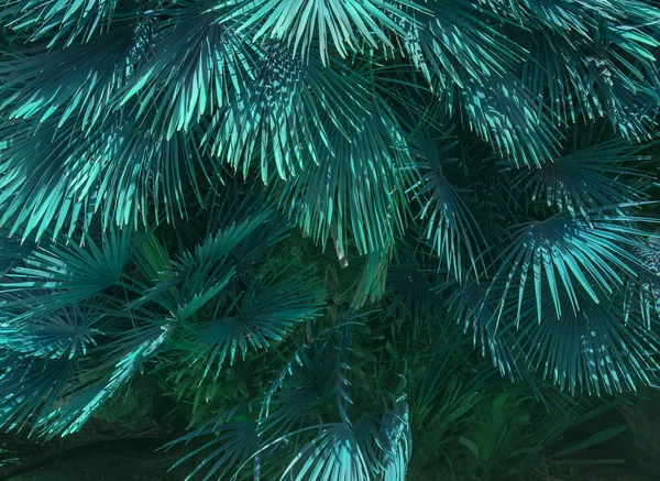 Abstrato Maiorca endemic fã palm Chamaerops humilis teale — Fotografia de Stock