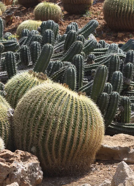 Cactus e plantas suculentas em paisagem árida — Fotografia de Stock