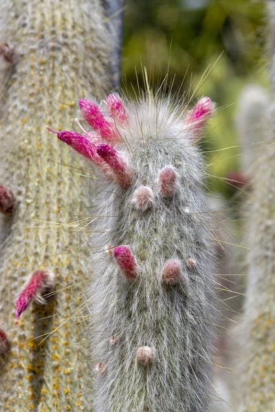 Cacto florescente com flores rosa — Fotografia de Stock