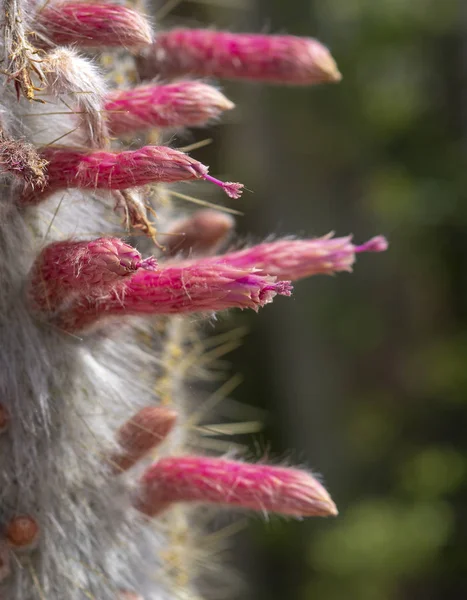 Квітучий кактус з рожевими квітами — стокове фото