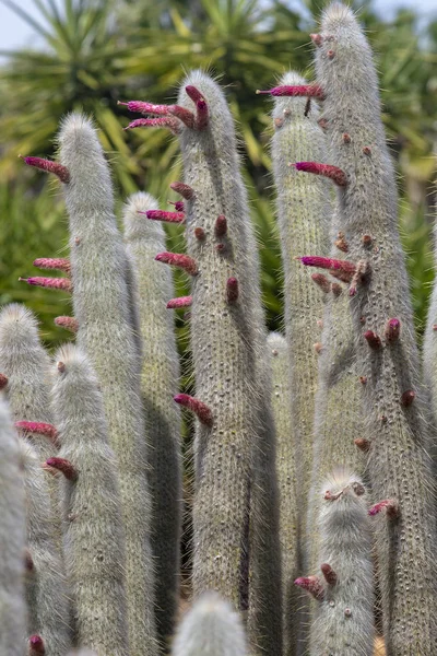 Cactus floreciente con flores rosadas —  Fotos de Stock