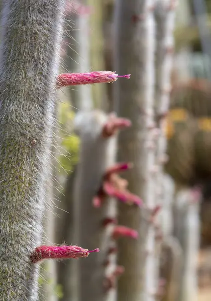 Blommande kaktus med rosa blommor — Stockfoto