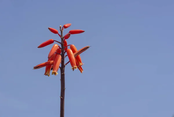 Orange färg agave blommor — Stockfoto