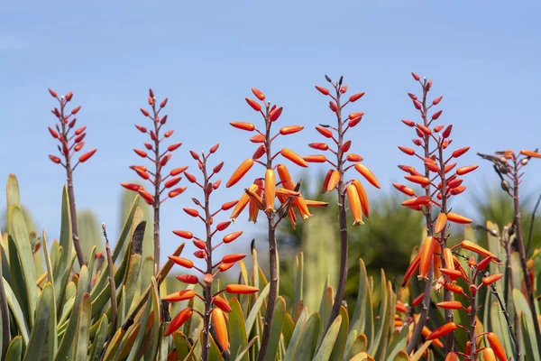 Orange färg agave blommor — Stockfoto