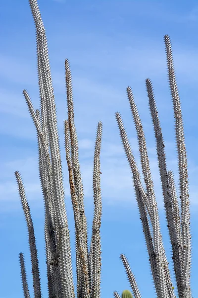 Dorniger Kaktus mit Ähren und kleinen Früchten — Stockfoto