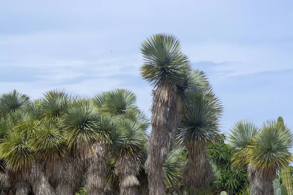 Cactus y plantas suculentas en paisaje árido — Foto de Stock