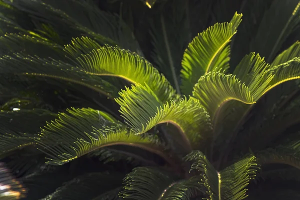 Närbild lämnar Mallorca endemisk fläkt Palm Chamaerops humilis — Stockfoto