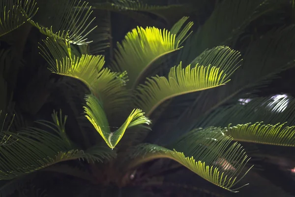 Närbild lämnar Mallorca endemisk fläkt Palm Chamaerops humilis — Stockfoto