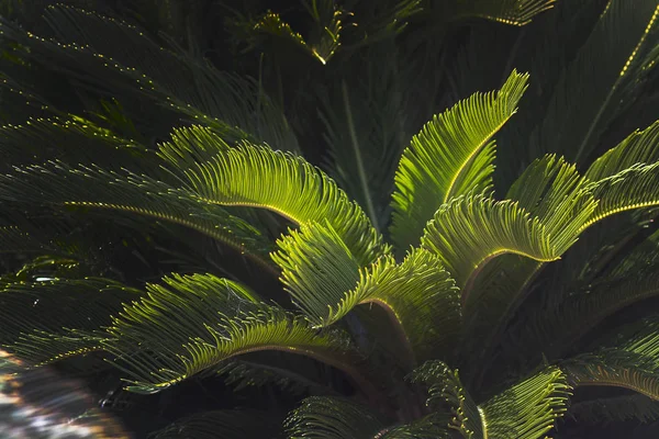 Folhas de close Mallorca endemic fã palm Chamaerops humilis — Fotografia de Stock