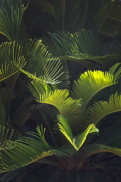 Närbild lämnar Mallorca endemisk fläkt Palm Chamaerops humilis — Stockfoto