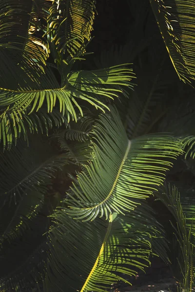 Folhas de close Mallorca endemic fã palm Chamaerops humilis — Fotografia de Stock