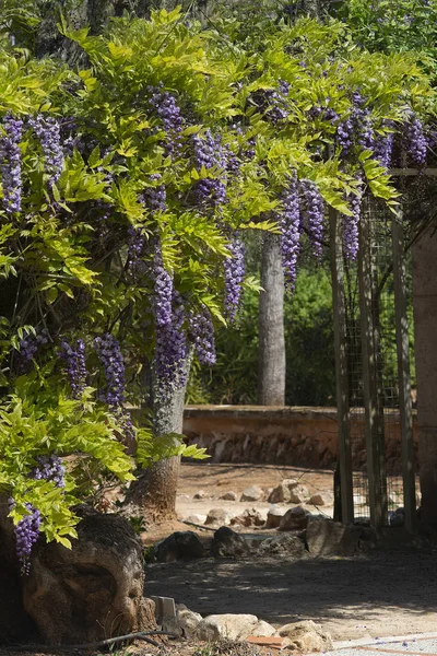 Cascade de fleurs de glycine bleu vif et violet Photos De Stock Libres De Droits