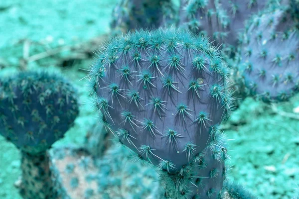 Absztrakt lila és türkiz tüskés kaktusz Vértes — Stock Fotó