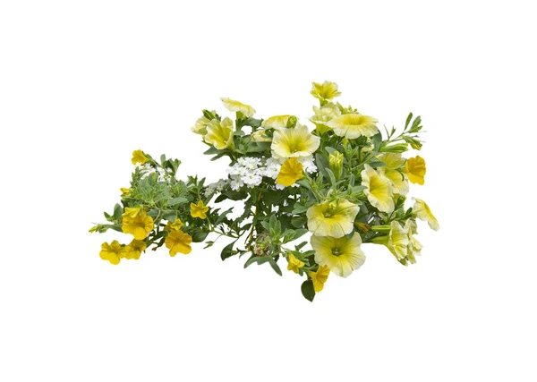 Żółte kwiaty petunia — Zdjęcie stockowe